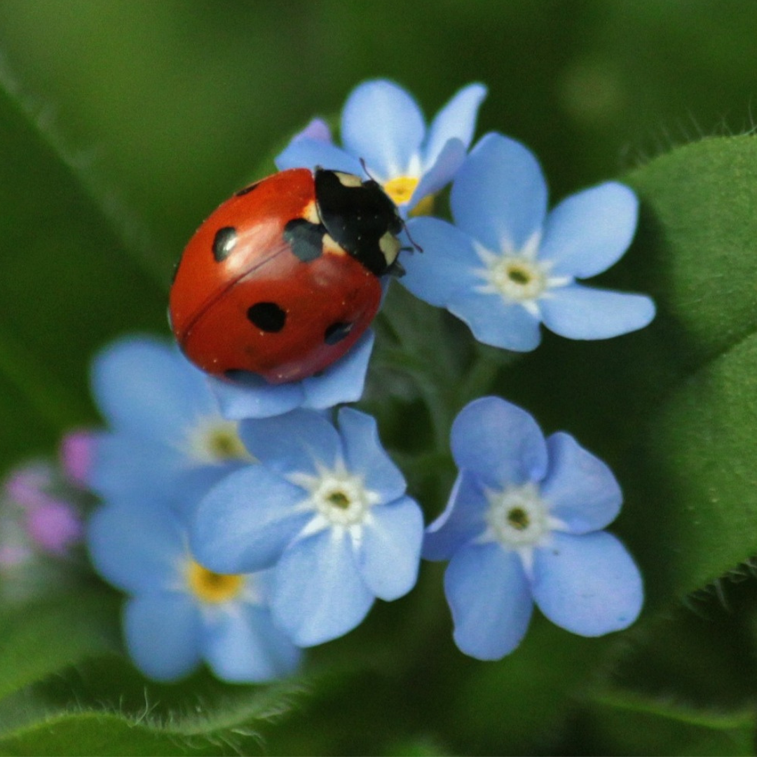 real blue ladybugs