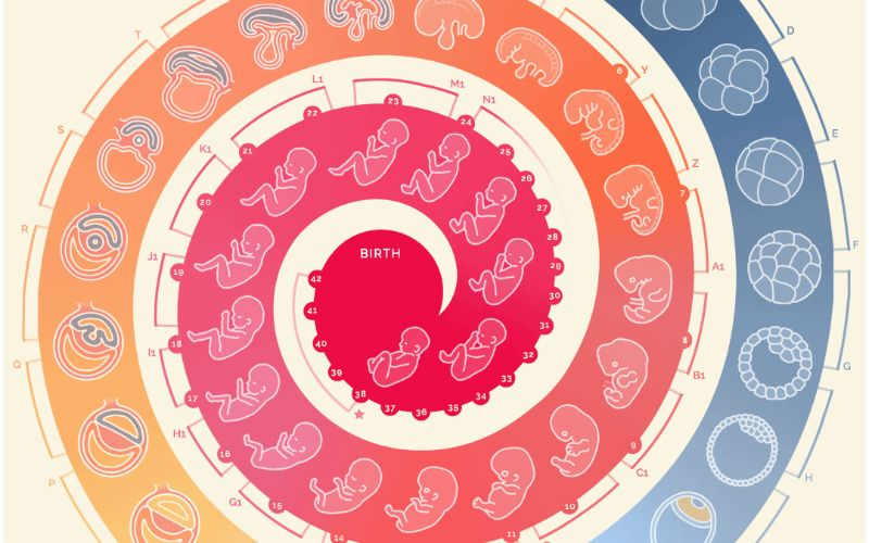 How to Build a Human, Explained in One Amazing GIF
