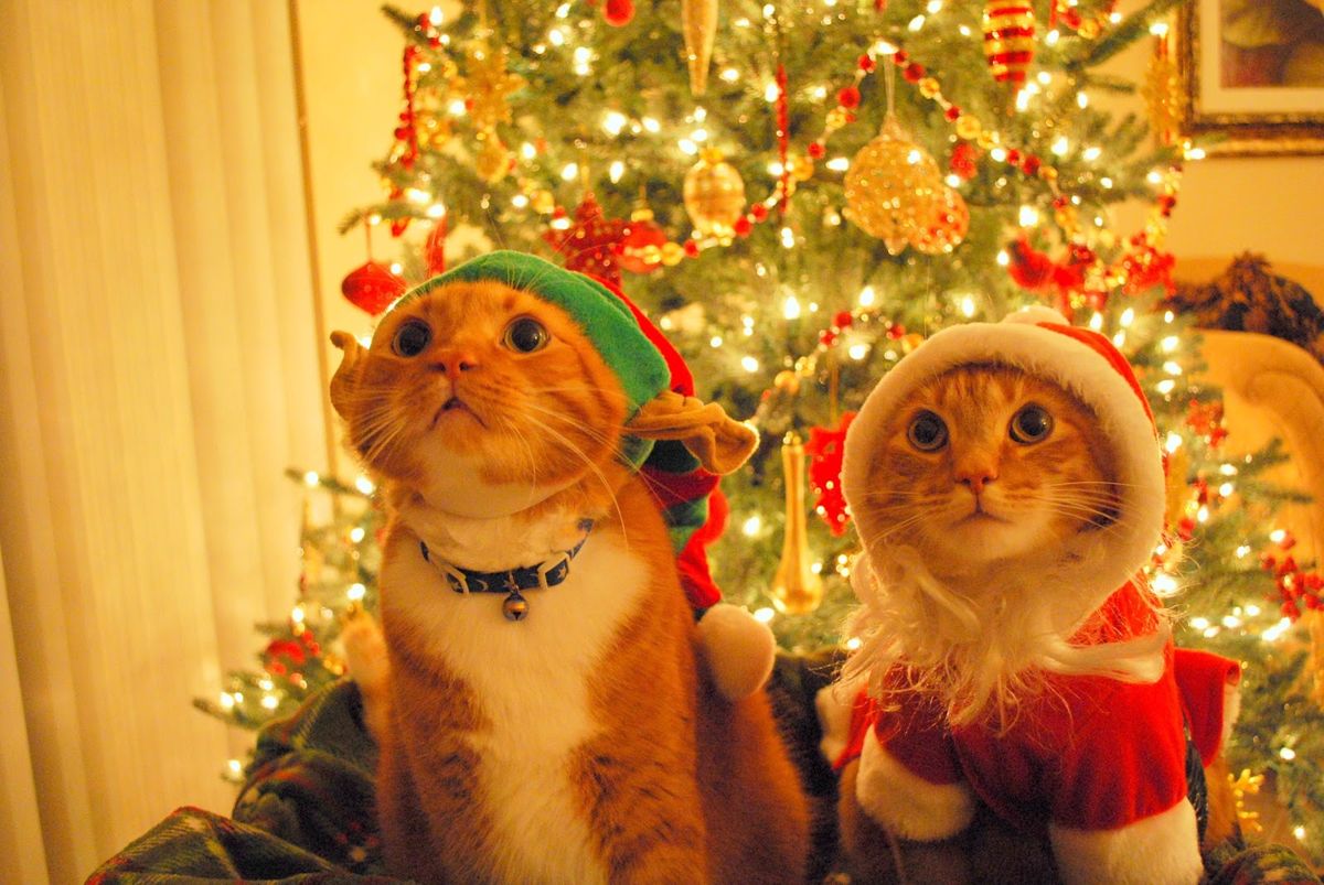 19 Adorable Kittens that Are More Festive Than You Are