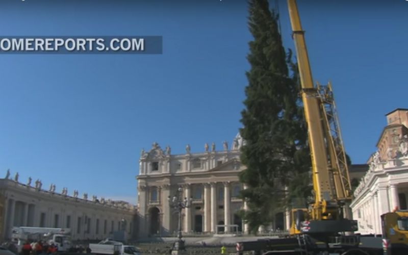 So the Vatican Christmas Tree Is Already Up