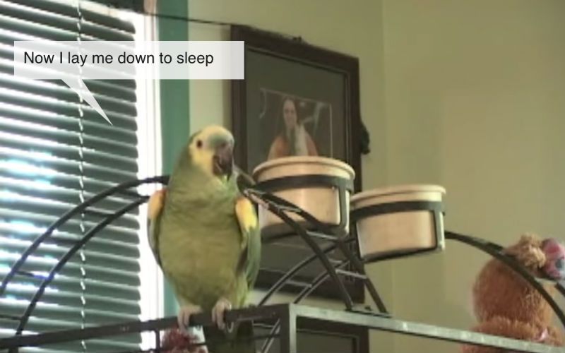 Parrot Says Nighttime Prayers: "Now I Lay Me Down to Sleep"